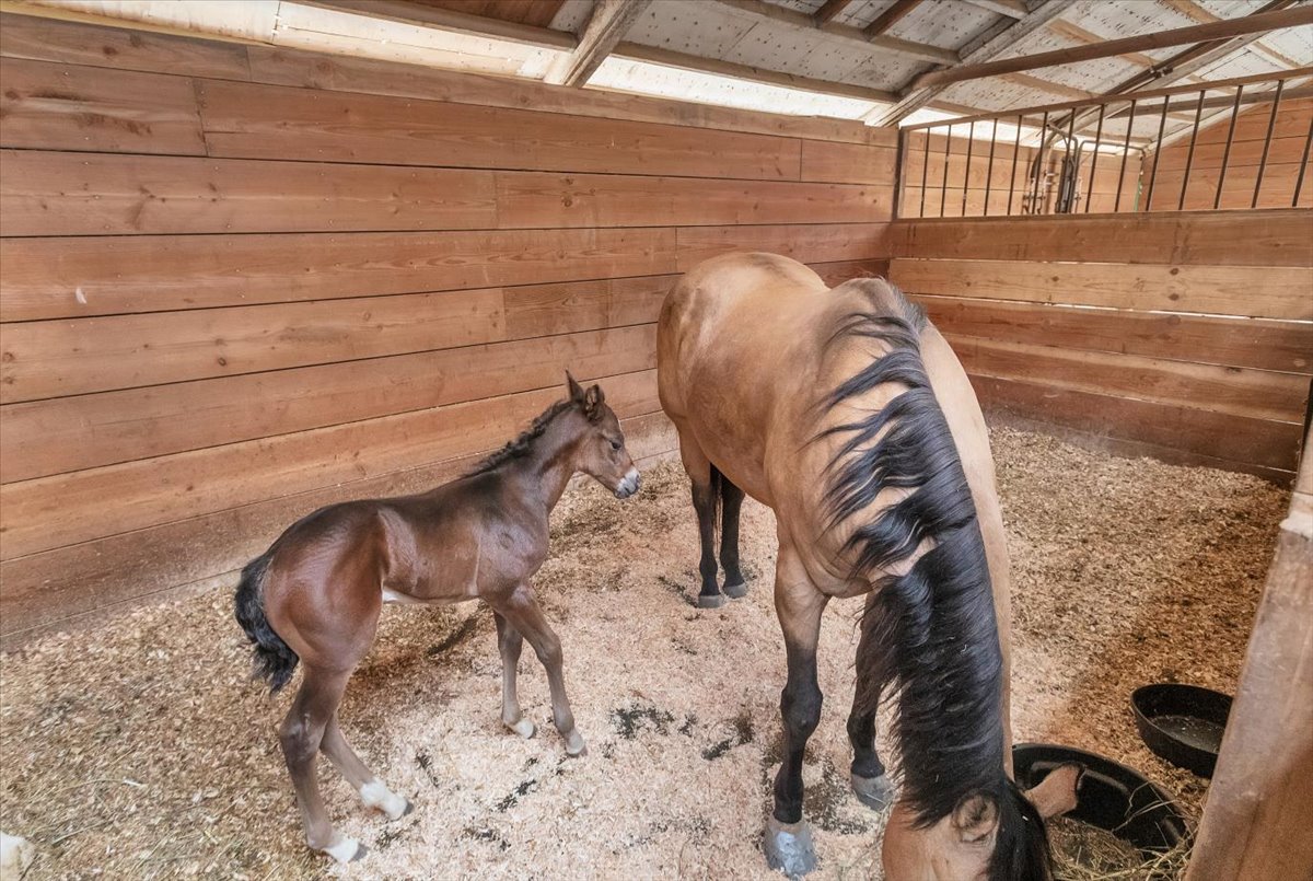 A mare standing over her young foal in a deeply bedded stall at Ocean View Stables in Daly City, California