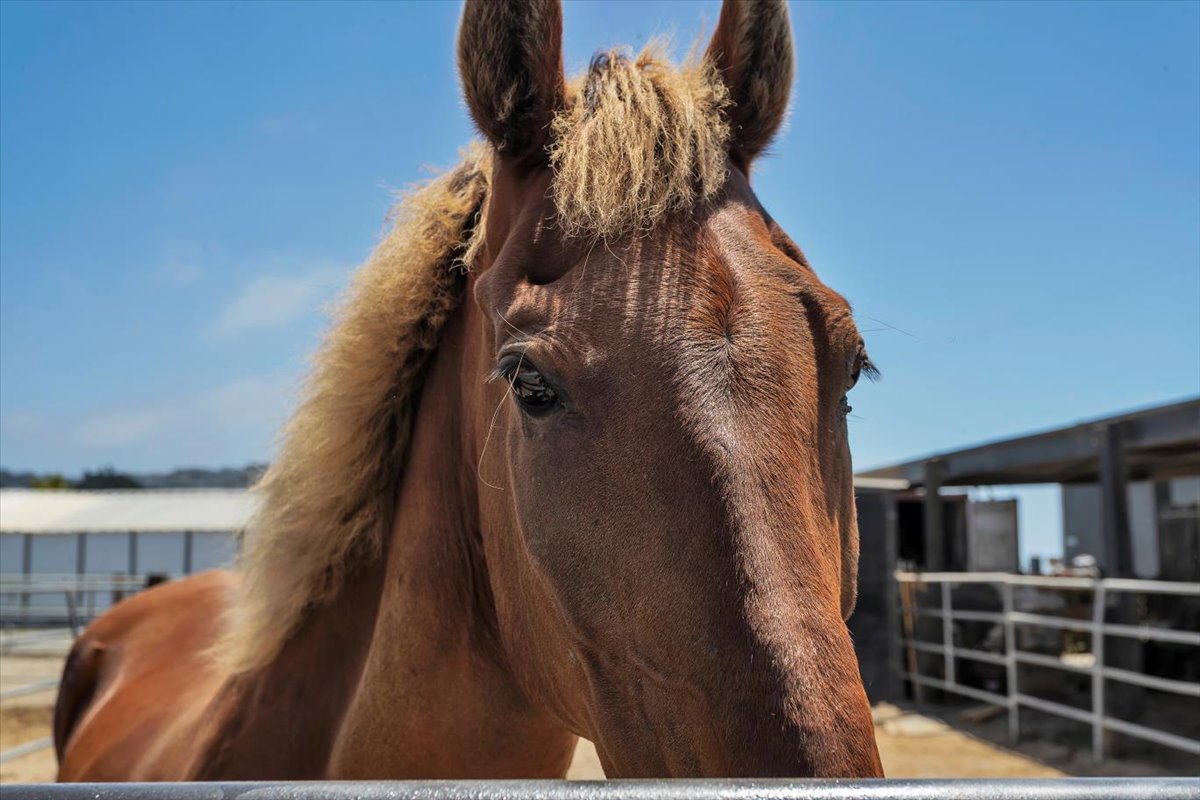 Close portrait of a chestnut horse with a blond forelock falling over its eyes at Ocean View Stables