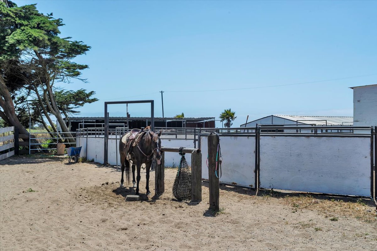 A horse standing tied at the rail beneath the cypress trees at Ocean View Stables under a clear blue sky