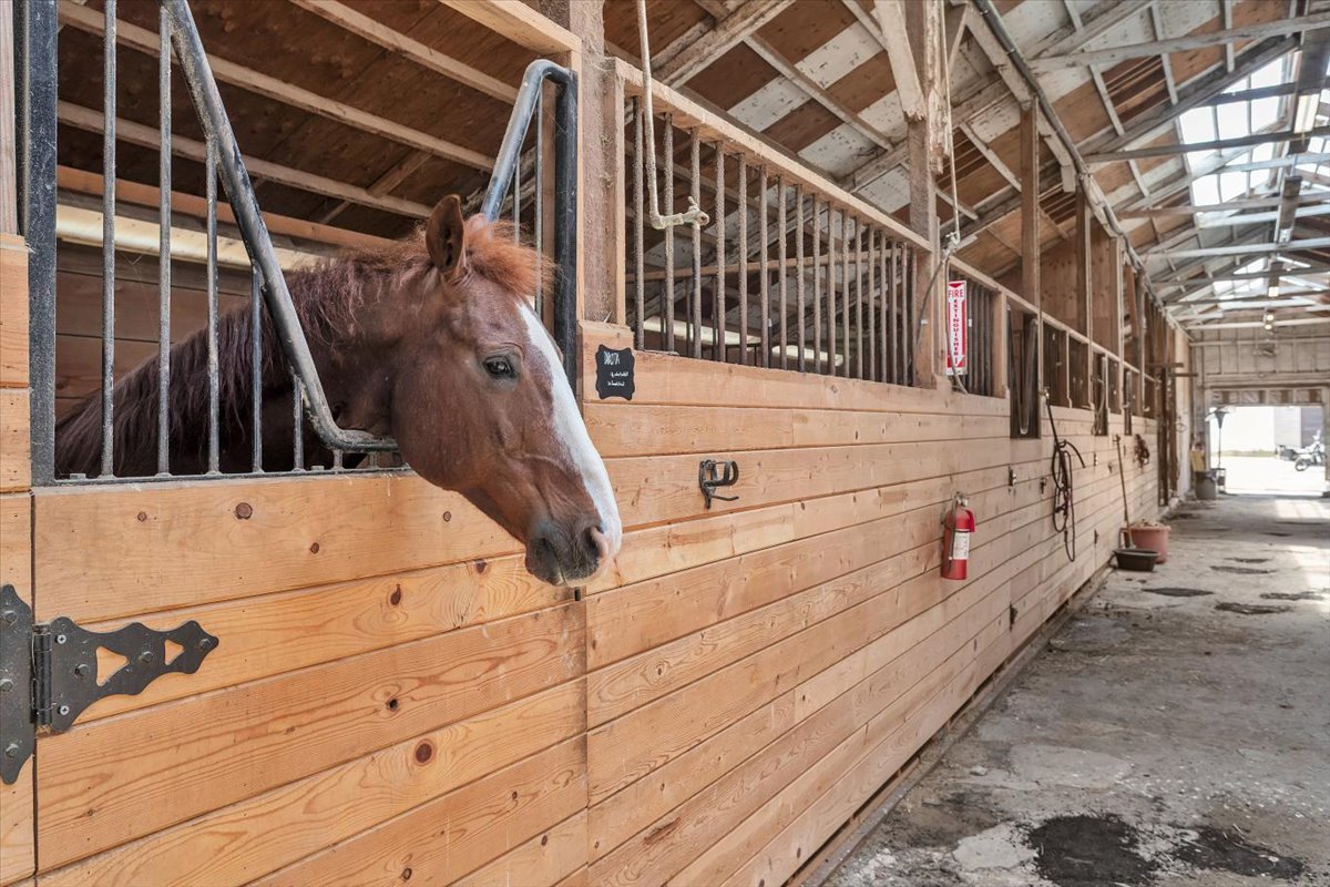 A horse looking out over its stall door down a bright wooden barn aisle at Ocean View Stables